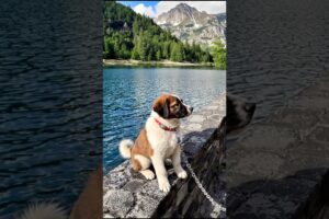 Cute Puppy Walking On The Wall #puppy #dog #funny #viral #trending #shorts