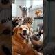Cute animals playing like one big family﻿ 🐶🐱 So wholesome!
