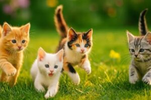 Cute cat video with farm animals like cows, dogs, horse, hen, Cute kitten playing in the garden