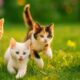 Cute cat video with farm animals like cows, dogs, horse, hen, Cute kitten playing in the garden