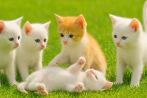Cute kitten meowing and playing on the grass, cat video with farm animal, Kitten  purring