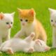 Cute kitten meowing and playing on the grass, cat video with farm animal, Kitten  purring