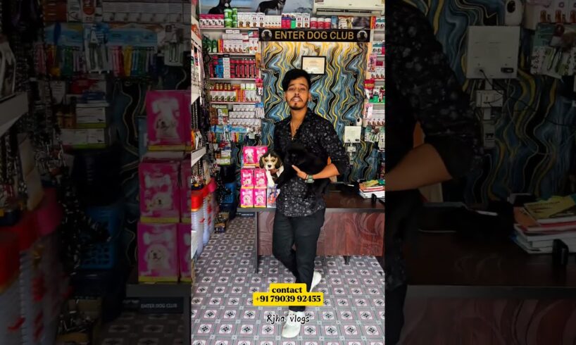 Cute puppies 😍 💖🧿 Best pet shop of Begusarai @enterdogclub1 #bihar #begusarai #rjha #ytshorts