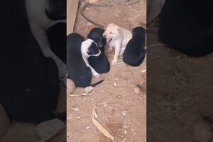 # Cute puppies# free adoption# Coimbatore# Contact +91 90439 58116