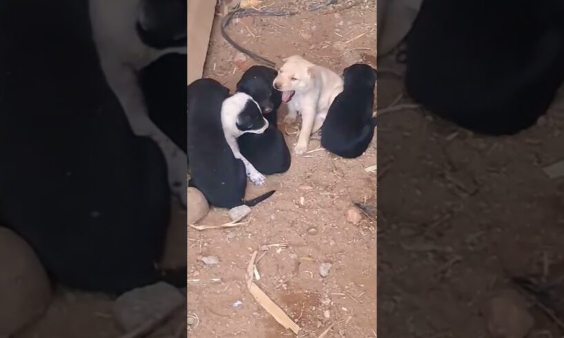 # Cute puppies# free adoption# Coimbatore# Contact +91 90439 58116