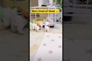 Cute puppies #pets #petsempire #cuteanimal #petsrule #cutepuppy #puppy #doglove #shorts