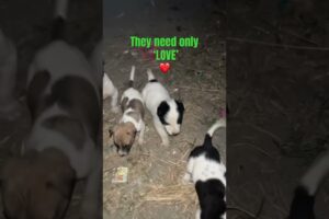 Cute puppies 🐶 #puppies #petlover #dogcutevideos #dogshorts #ytshorts #trendingshorts #doggielife