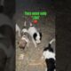 Cute puppies 🐶 #puppies #petlover #dogcutevideos #dogshorts #ytshorts #trendingshorts #doggielife