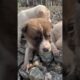Cute puppies 🐶🥰🫶#shorts #dog #puppy #puppies #adorable #newborn #adopt #homeless #animalslife
