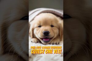 Cutest Golden Retriever Moments Ever 🥰 #cute #puppies #shorts