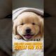 Cutest Golden Retriever Moments Ever 🥰 #cute #puppies #shorts