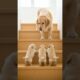 Cutest Puppies Climb Attempt Ever