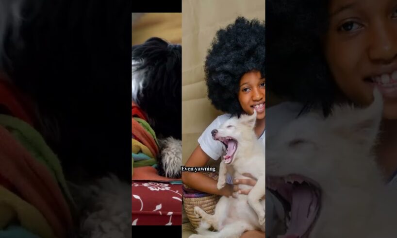 “Cutest Puppies Compilation Ever 🐶 #Shorts”