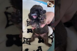 Cutest Puppies Ever 🐶❤️ | Funny Puppy Moments That Melt Your Heart | #shorts Awww_28697949