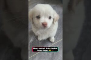 Cutest Puppies Ever Seen Will Melt Your Heart❤️🐶