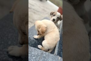 🥹Cutest Puppies Ever 🥺❤️ #dog #puppies #cute #innocent #youtubeshorts #shorts #short #shortsfeed🐶