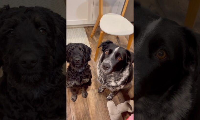 #Cutest #Puppies #FamilyDog