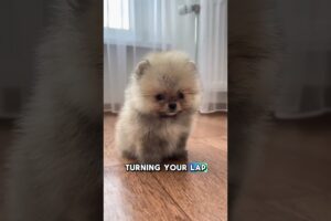 Cutest Puppies In The World 🥹🐶 #dogs #dogshorts