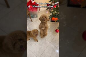 “Cutest Puppies & Kittens EVER! 💖 You Won’t Handle This!”