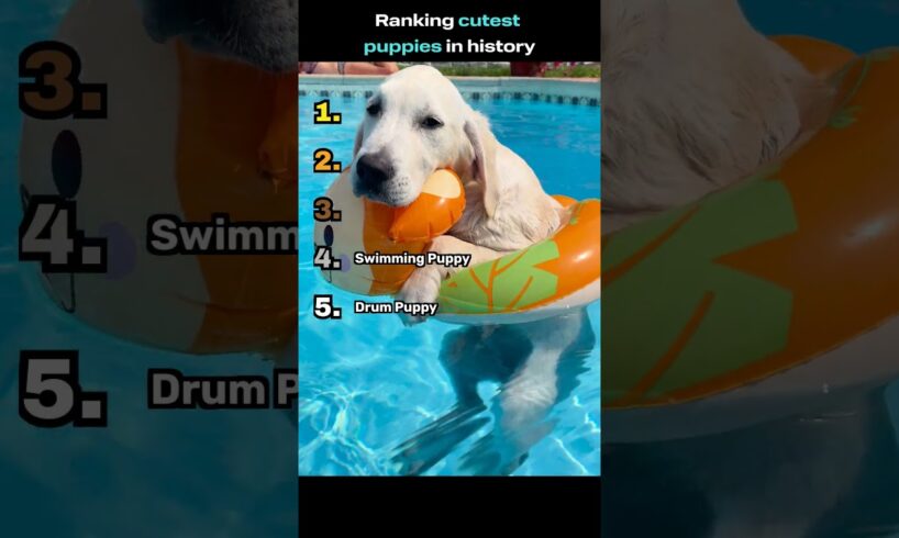 Cutest Puppies Ranking #cute #puppies #ranking