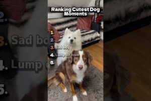 Cutest Puppies Stealing Hearts Daily! #cutedogs