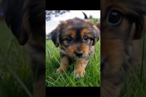 Cutest Puppies on the Internet 🐾 #Shorts #puppy #puppies