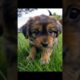 Cutest Puppies on the Internet 🐾 #Shorts #puppy #puppies