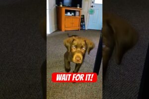 Cutest Puppy Attack Ever Caught on Camera!