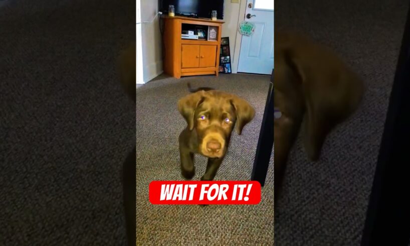 Cutest Puppy Attack Ever Caught on Camera!