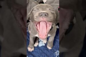 Cutest Puppy Yawns Ever | Blue Staffy Puppies Practising 🐾🥱