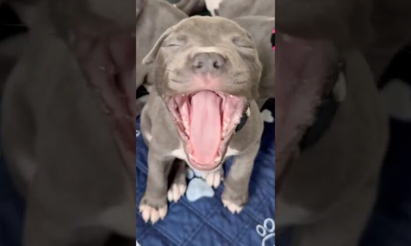 Cutest Puppy Yawns Ever | Blue Staffy Puppies Practising 🐾🥱