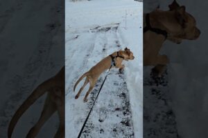 Cutest Puppy's First Time in the Snow❄️🐶#puppy #puppies #snow