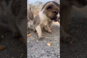 Cutest puppies 🐶 #cute #puppies #dog #dogsvideo #puppy #4kviral #shorts