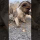 Cutest puppies 🐶 #cute #puppies #dog #dogsvideo #puppy #4kviral #shorts