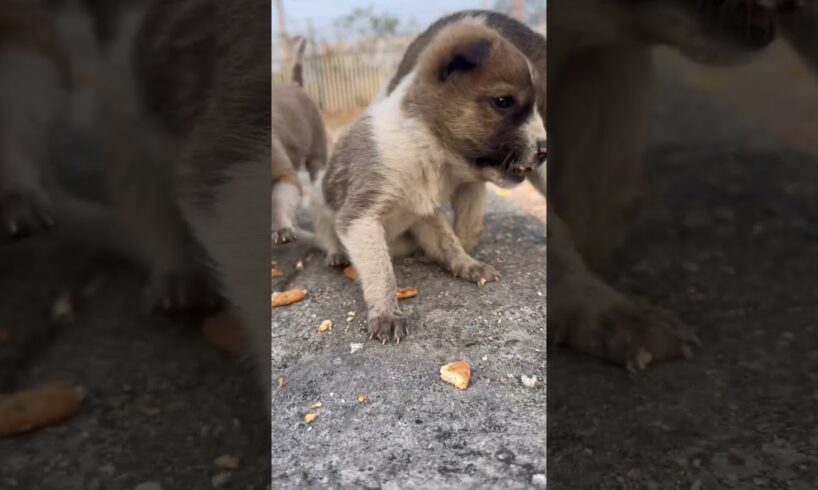 Cutest puppies 🐶 #cute #puppies #dog #dogsvideo #puppy #4kviral #shorts