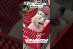 Cutest puppies! #cutepuppiesvideoscute #puppy #goldenretriever #goldenretrieverpuppies #englishcream