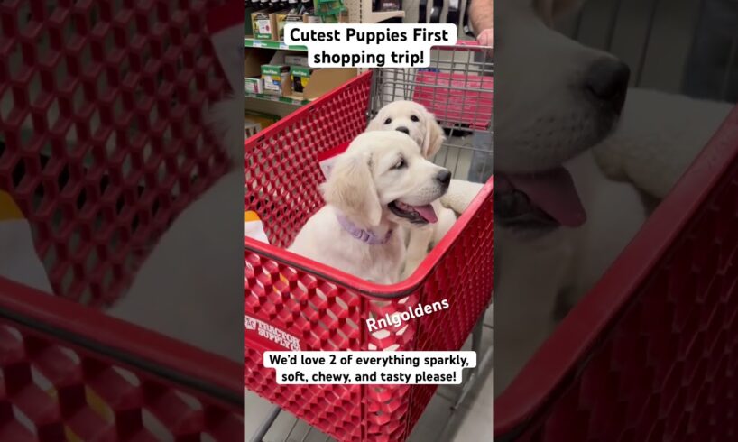 Cutest puppies! #cutepuppiesvideoscute #puppy #goldenretriever #goldenretrieverpuppies #englishcream