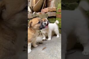 Cutest puppies ever - Too cute to handle #cuteanimal #puppy #shorts