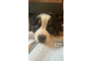 Cutest puppies from TikTok, part 1