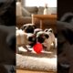 Cutest, puppies is very funny 😁 😂 #shorts #reels #viral #cute #funny #puppy #dog #song #nature #yt