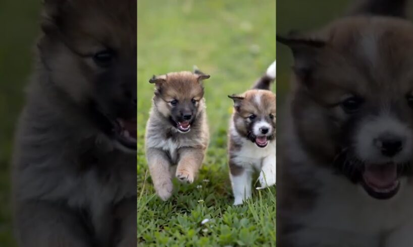 Cutest puppies playing adorable video #puppy #cute #cutedog #dog #shorts