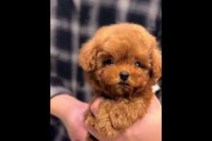 Cutest puppies & rarest moments #trending #cuteanimal #viralvideo #puppy #cutepet #pets #fyp