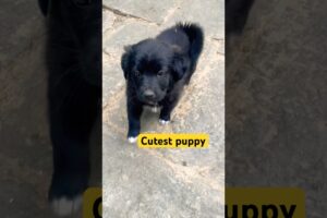 Cutest puppy #viral #love #puppies #pets #cutepuppy #puppy #puppyvideos #funny