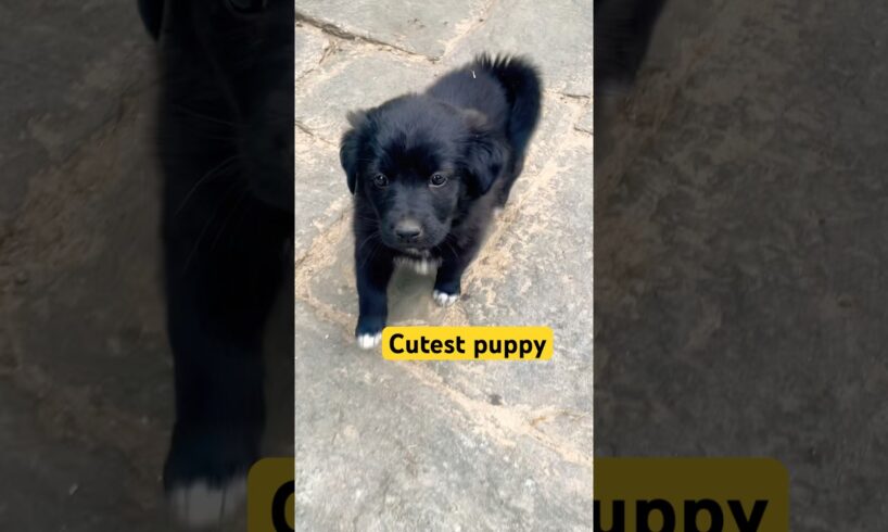 Cutest puppy #viral #love #puppies #pets #cutepuppy #puppy #puppyvideos #funny