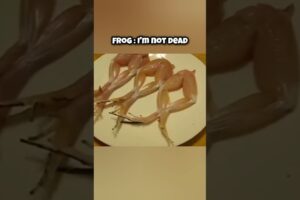 Dead animals caught moving | #animals #facts #animalfacts #factvideo