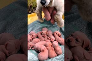 Dog Baby - Newborn puppy crying sounds #dog #puppy #animals