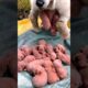 Dog Baby - Newborn puppy crying sounds #dog #puppy #animals