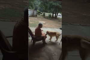 Dog KNEW! 🤯 Hero Saves Grandma from COLLAPSING Ceiling! #shorts #HeroDog #DogRescue #Miracle