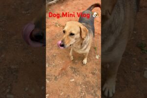 Dog Mini Vlog 🐶 #ytshorts #dogshorts