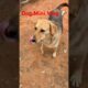 Dog Mini Vlog 🐶 #ytshorts #dogshorts